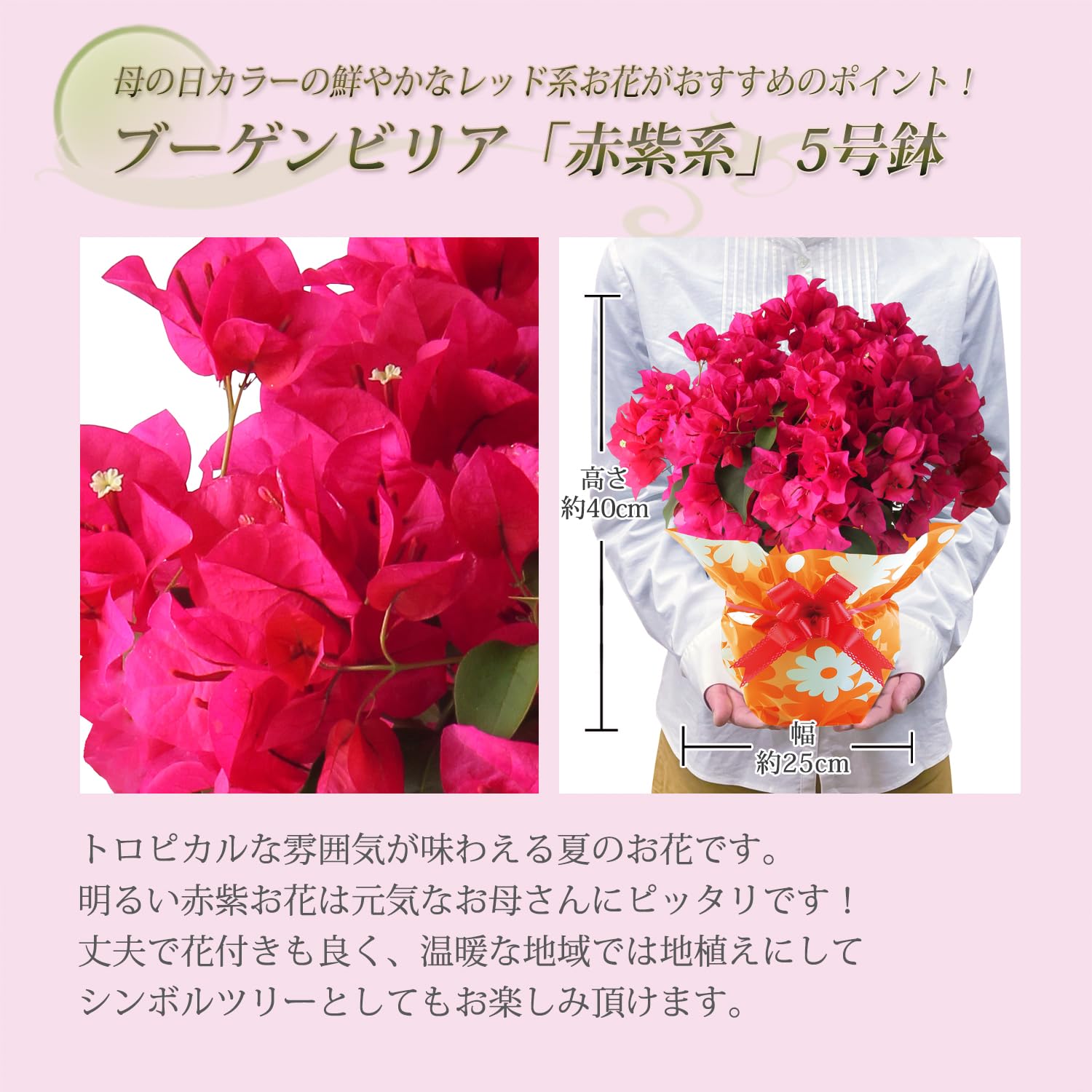 Amazon.co.jp: 花のギフト社 母の日 花 鉢植え ブーゲンビリア