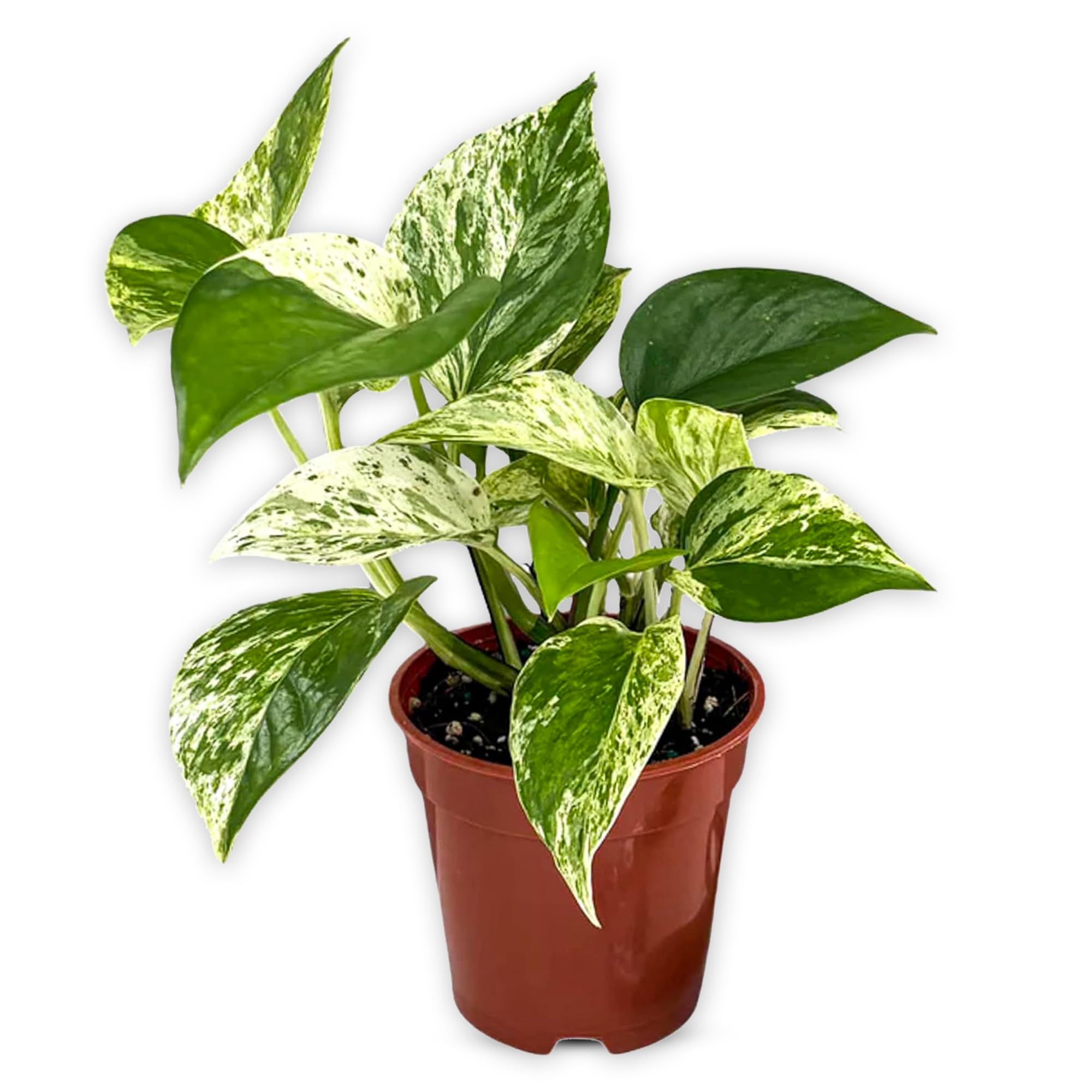marble queen pothos light Pothos 'Marble Queen' 6