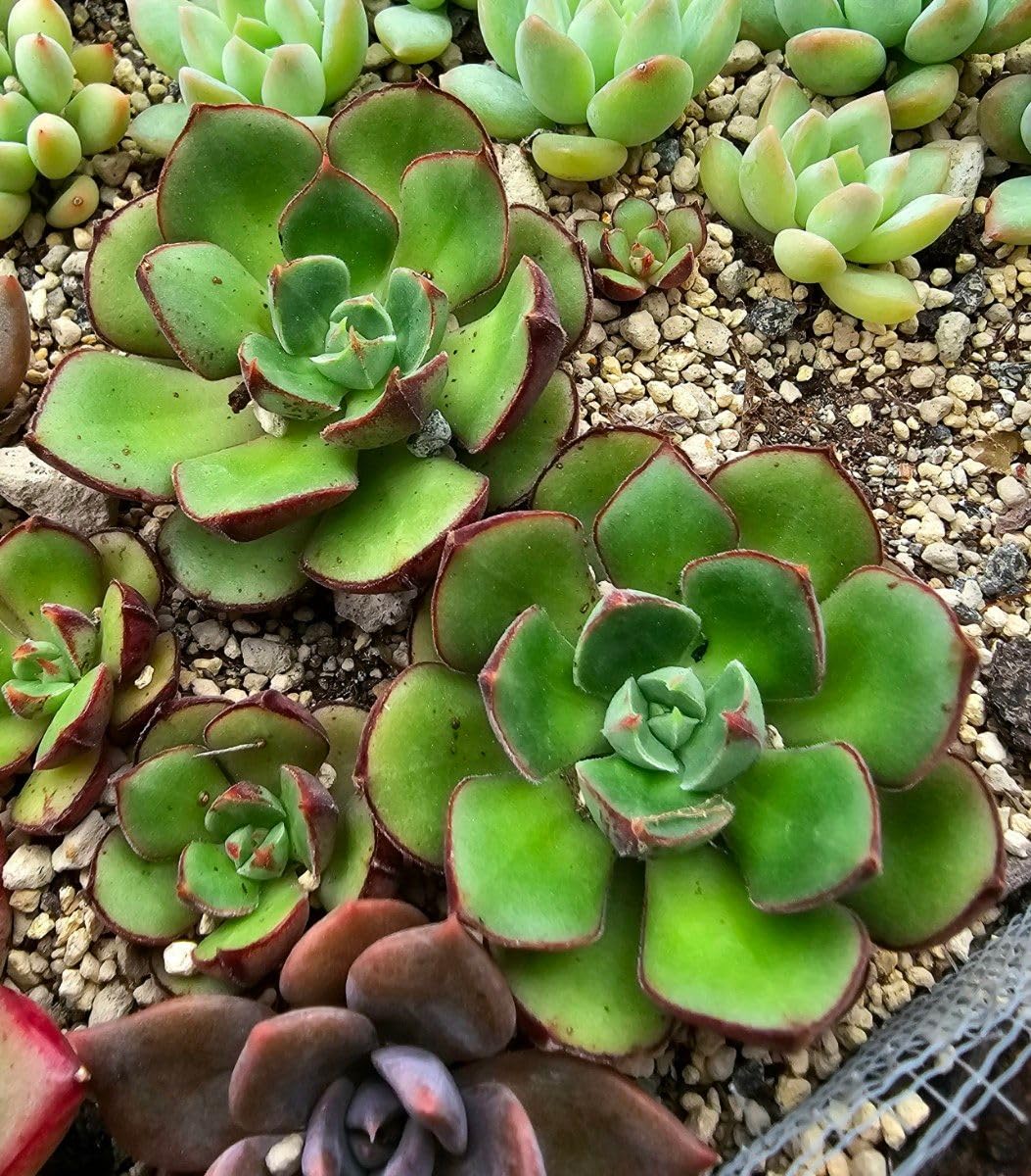 多肉植物 ジョアンダニエル 抜き苗 【公式通販】