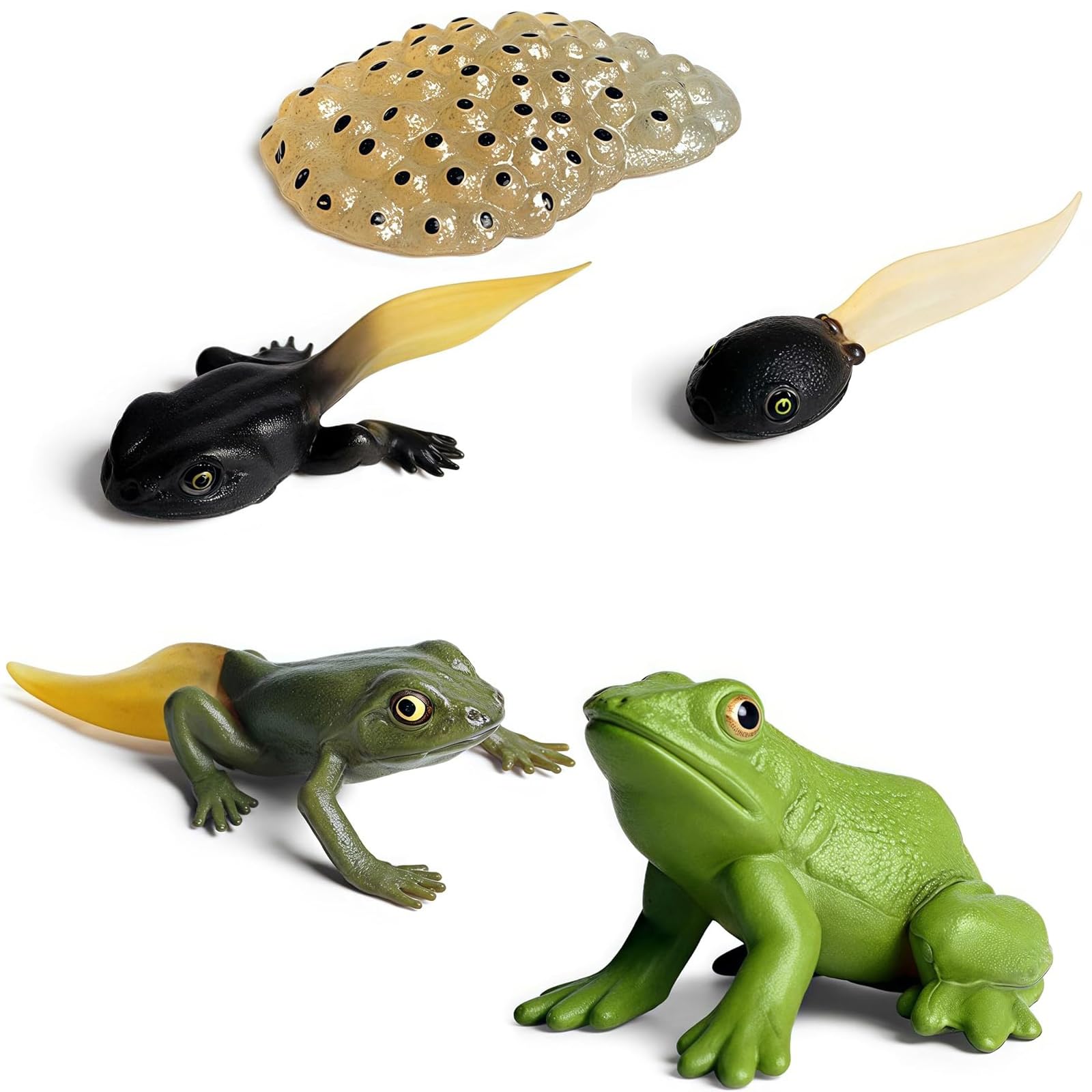 GYTFOG 5Pcs Animal Life Cycle Figures of Frog Growth Cycle Figurine Frog for Bonsai Pot Micro Landscape Decor Educational Toy, Animal Life Cycle Figurines for Learning and Teaching Aids