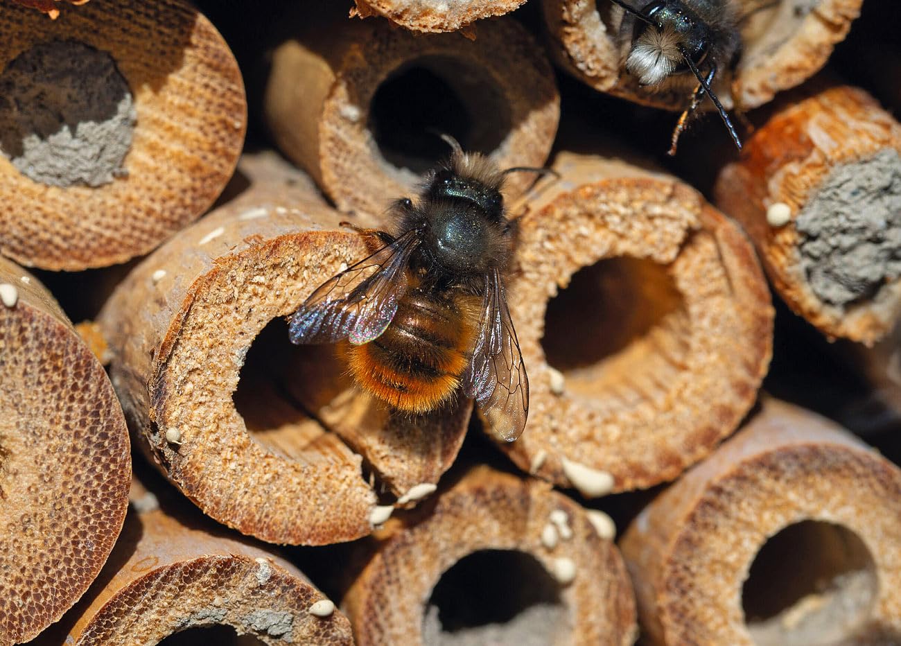 Royal Gardineer Holz-Insektenhotel: 2er-Set Insektenhotels Flip mit Erdspieß, 160 cm (auf Holzstab, zum aufstellen, Kinder)