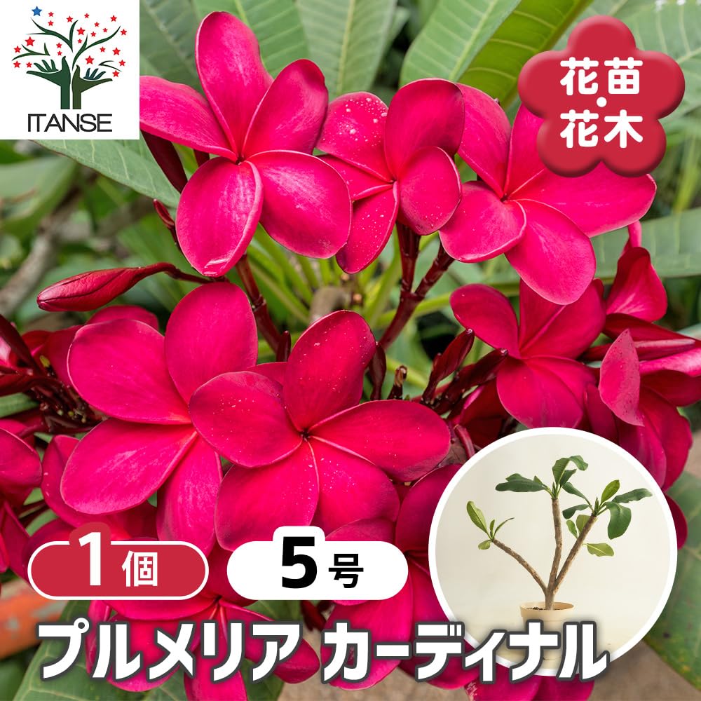 Amazon.co.jp: ITANSE プルメリア カーディナル 5号 1個売り