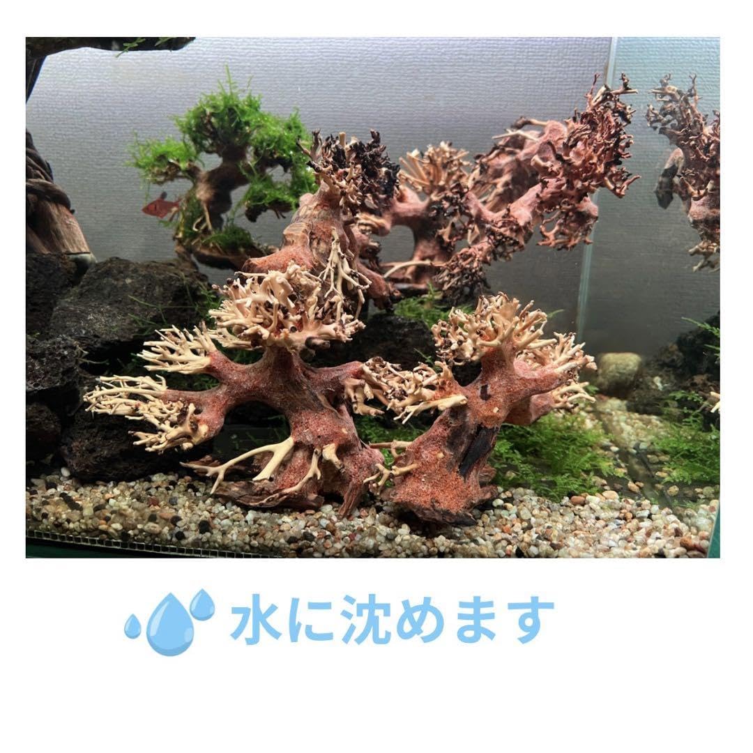Amazon.co.jp: ミニ盆栽流木+南米ウィローモス アクアリウム XS左 Amazon.co.jp: ミニ盆栽流木+南米ウィローモス アクアリウム XS左