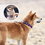 Roses&Poetry Dog Collar and Lead for Small, Adjustable Durable 5ft Puppy Leash Collar for Dog Training Lead (Mistyrose-M)