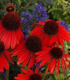 50 Seeds Pbco) Salsa Red Coneflower Seeds Large Deep Red Blooms Easy to Seasons, Meaningful Gift.