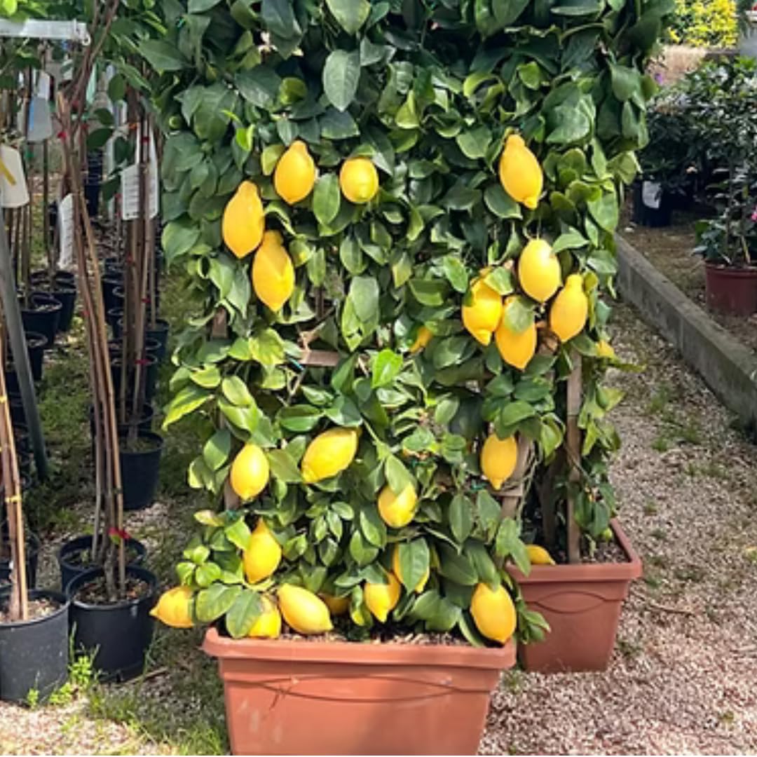 Limonero Lunario 4 Estaciones en Espaldera – Citrus Limon – Altura 130 cm – Maceta 60 cm