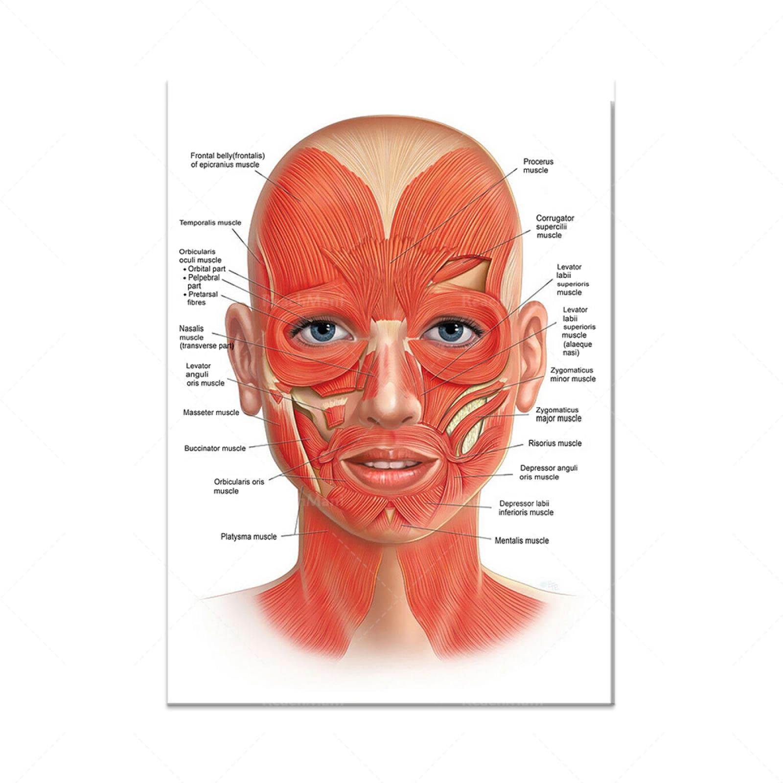 Affiche Anatomie Visage - Muscles Et Veines Pour Massage & Esthétique (30x40cm Sans Cadre)