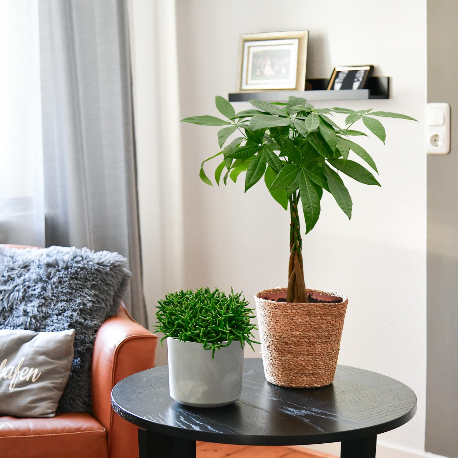 Nestfarn, Areca-Palme, Glückskastanie & Rutenkaktus – 4er Box Zimmerpflanzen Katzenliebe – frisch aus der Gärtnerei – Höhe 15-70 cm – Töpfe 10,5-17 cm – mit Übertöpfen – Green Me Up