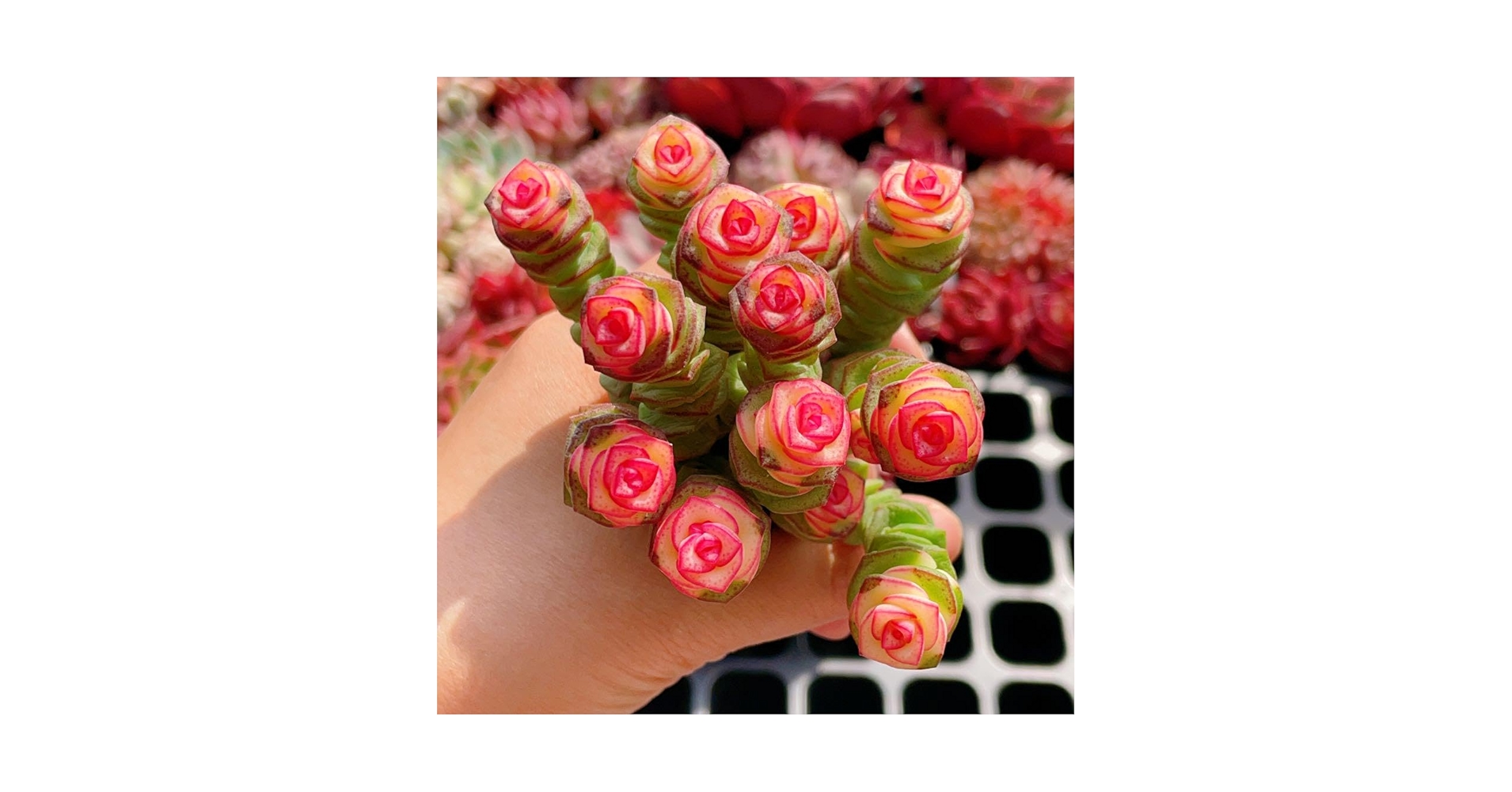 Amazon｜クラッスラ 銭串錦 10本 多肉植物｜観葉植物 オンライン通販