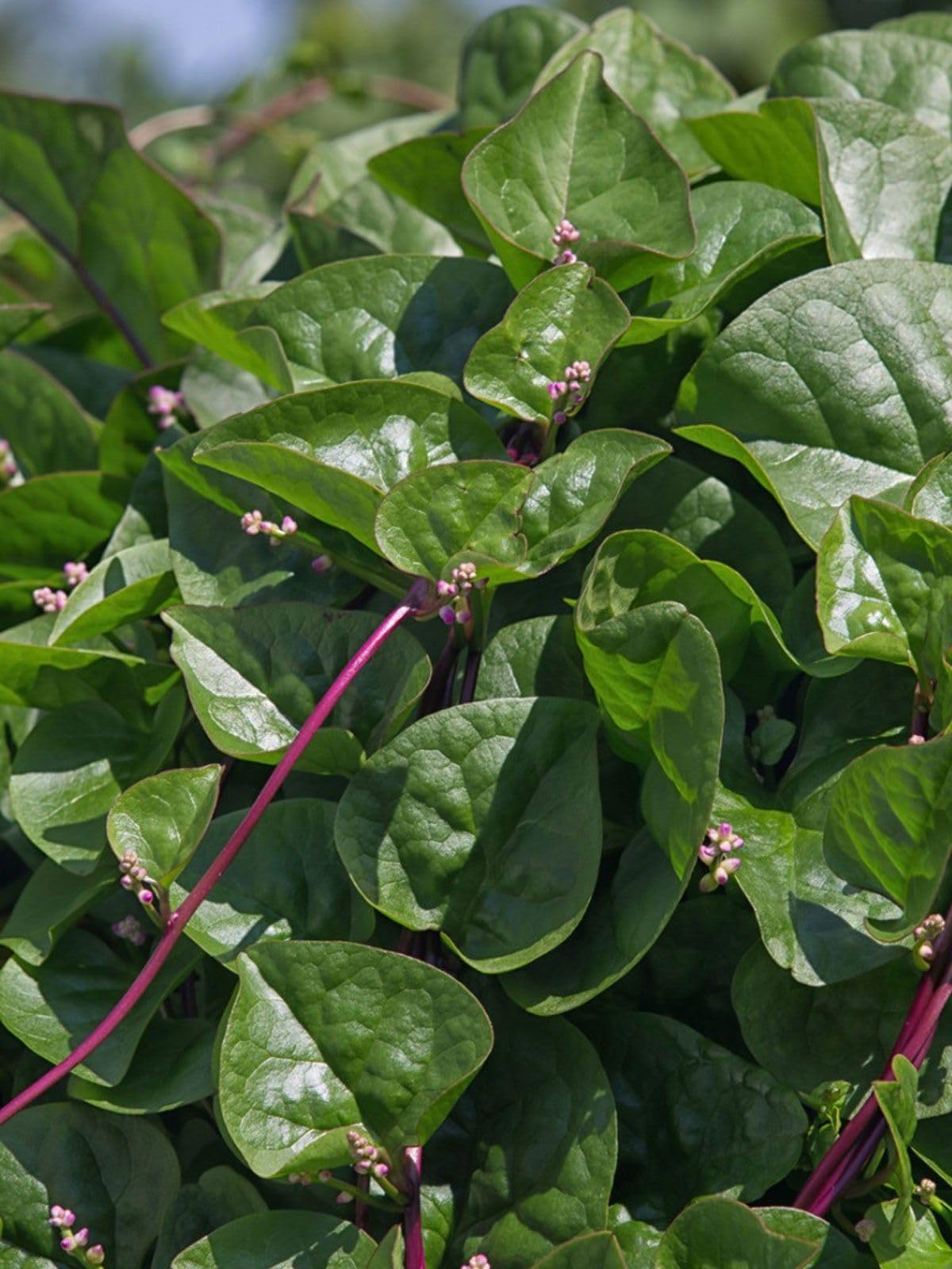 AR PLANTS Giant Malabar Spinach live plant, KODI PASALAI, Poi Ka Saag,baccalikūra, basale soppu, Vining Green Plant Ceylon Spinach, Vine Spinach, Creeping Spinach Leaf (B0DDYB34H9) Amazon Price History, Amazon Price Tracker
