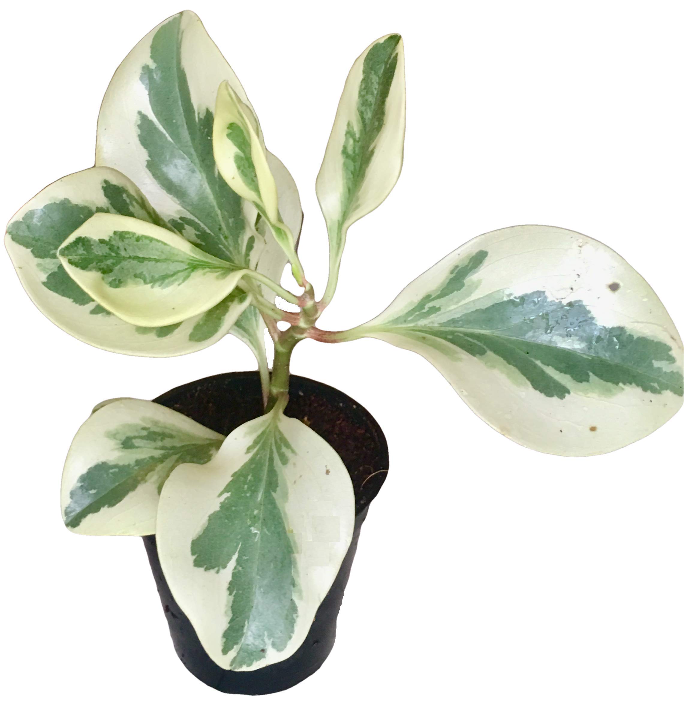 See full amazon price history chart for The Four Seasons Peperomia Albomarginata Natural Live Plant in Pot The Four Seasons Peperomia Albomarginata Natural Live Plant in Pot (B07T4L9J77) Amazon Price History, Amazon Price Tracker
