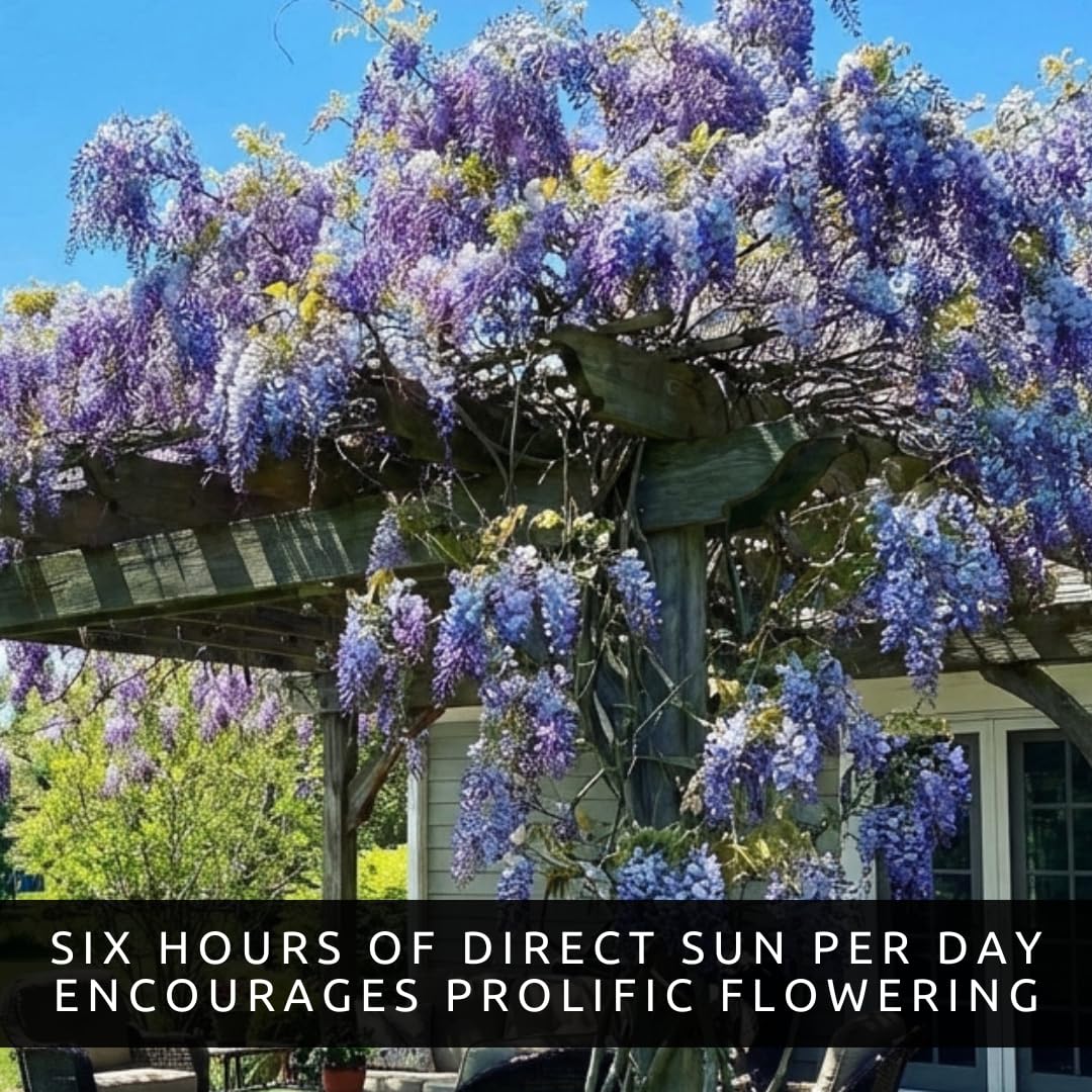 Amazon.com : Wisteria Live Plants 1–2 Ft Tall – Flowering Wisteria