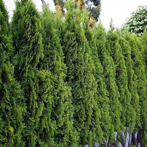 Miniatura 3 de KVITER 50 semillas de árbol Thuja (ArborvitaeThuja Occidentalis), semillas de árbol de arborvitae americano, plantas de paisajismo de rápido