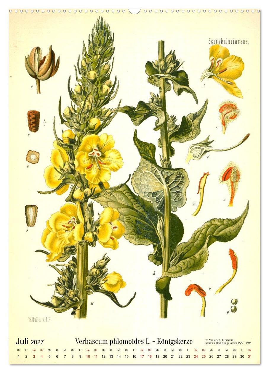 Historische Pflanzenportraits - Heilpflanzen Lithographien von W. Müller (hochwertiger Premium Wandkalender 2027 DIN A2 hoch), Kunstdruck in ... Detailtreue und Farbigkeit. (CALVENDO Natur)