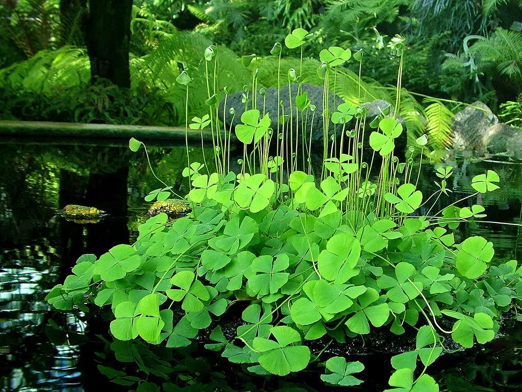 Clover Fern Indoor Plant (Marsilea macropoda)