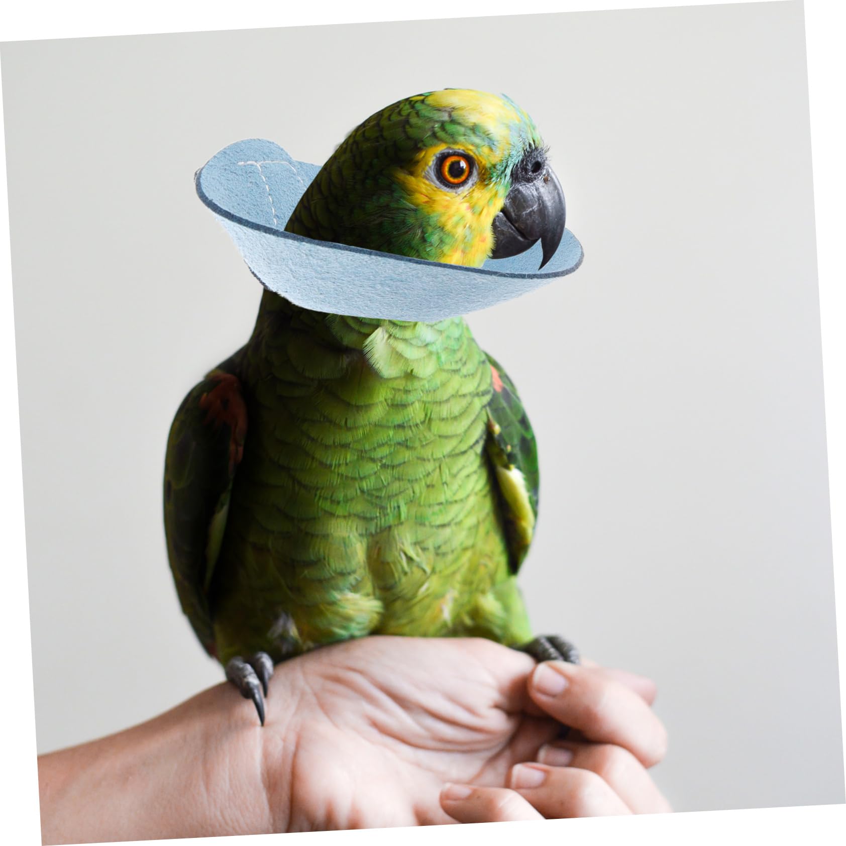 Kisangel 5pcs Parrot Bite Collar Bird Neck Cover Protective Cone Collar Bird Supply