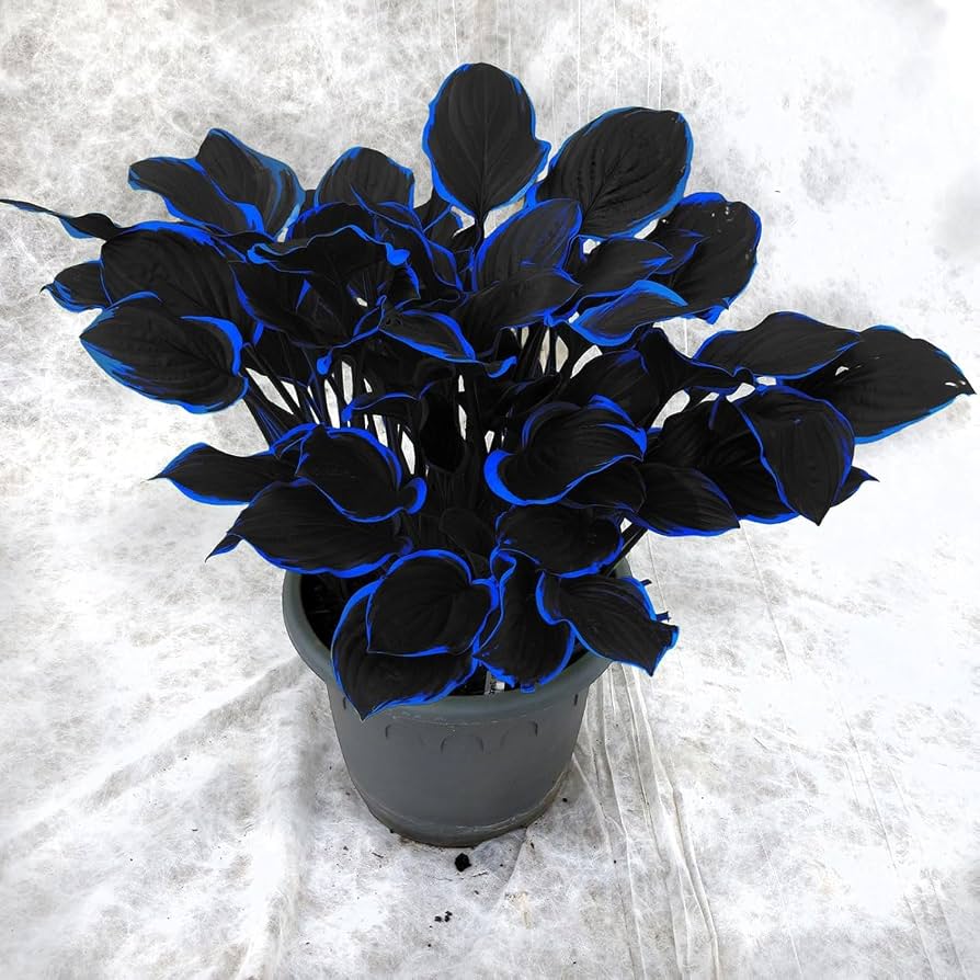 Blue Hosta Seeds - 300 Variegated Large-Leaf Shade Plant Seeds for
