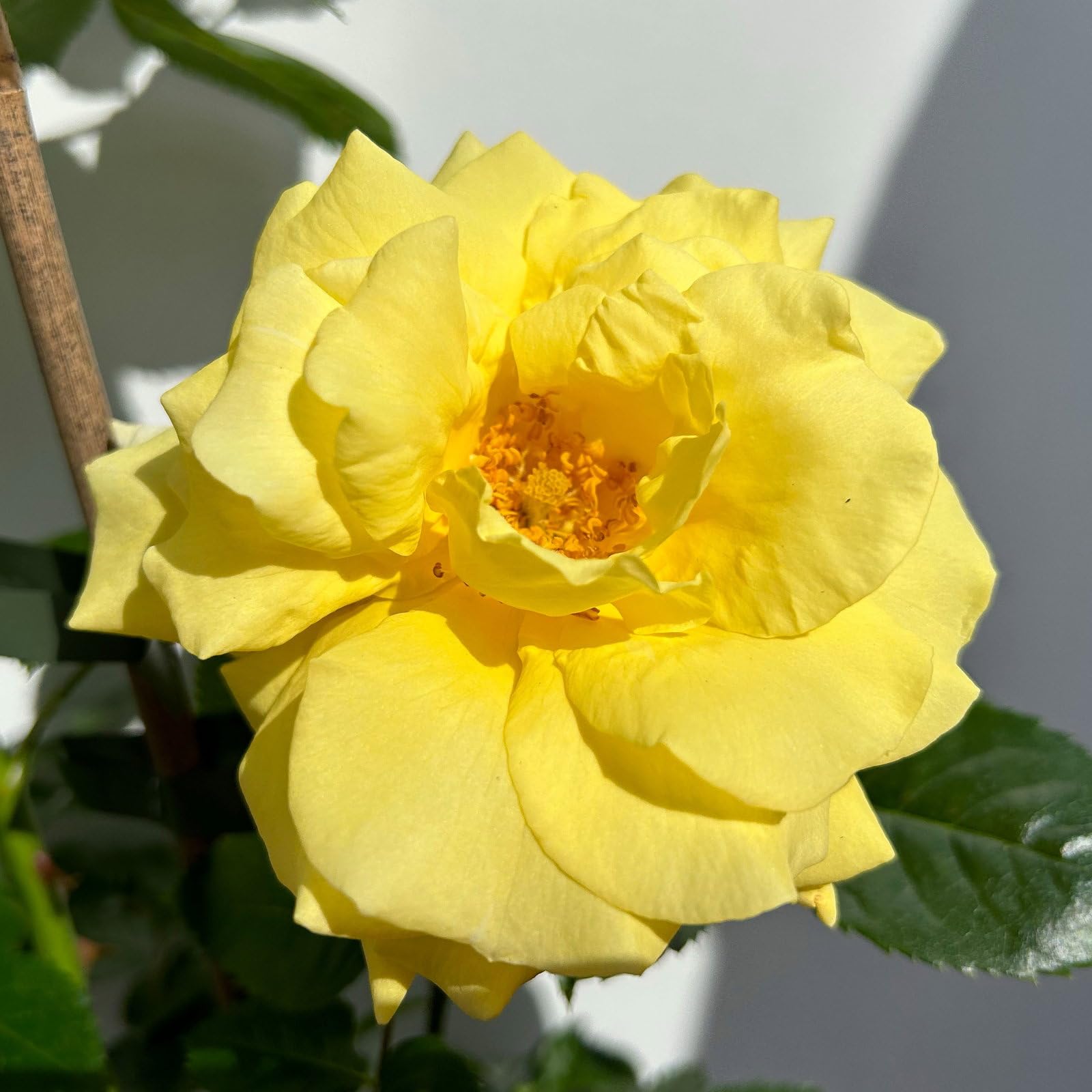 Beetrose „Westart®“ 4er-Set- leuchtend gelb blühende ADR-Topfrose im 6 L Topf - frisch aus der Gärtnerei - Pflanzen-Kölle Gartenrose