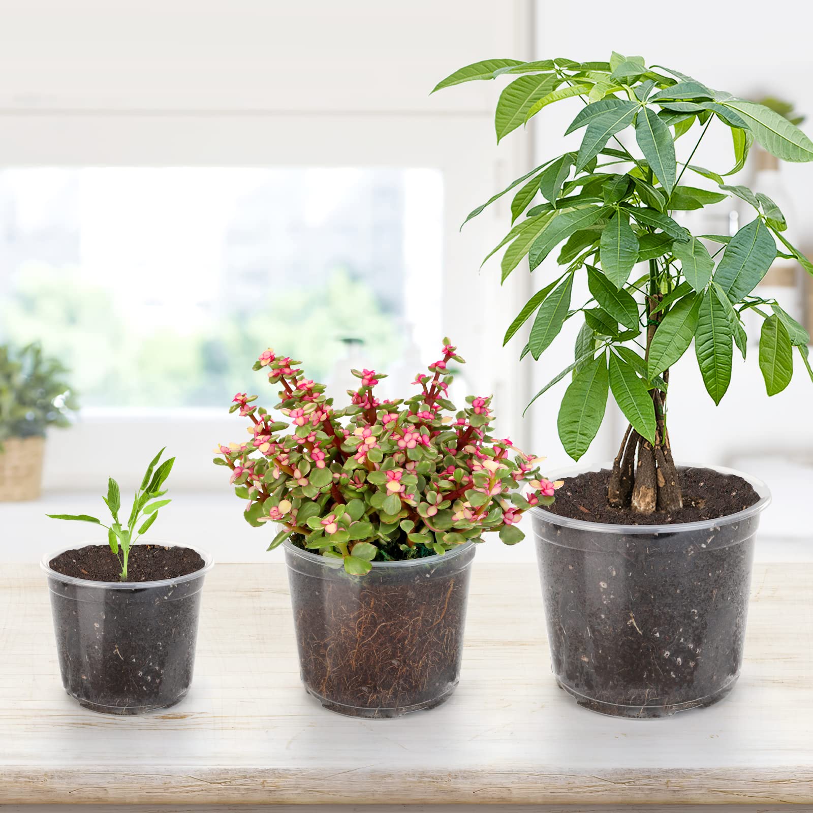 Amazon.co.jp: OUPSAUI 30個パック 3.5インチ クリア 育児用ポット