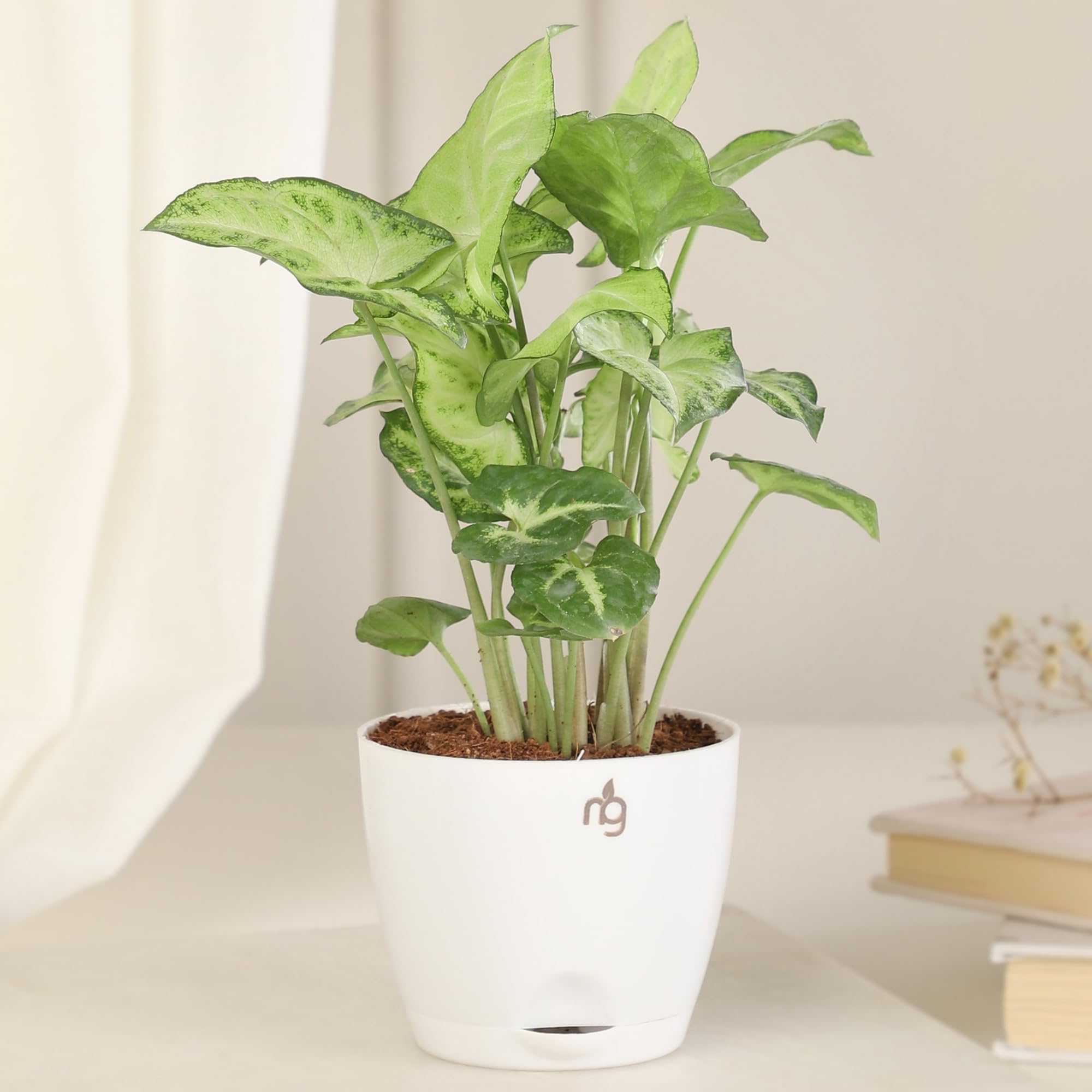 Nurturing Green® White Syngonium Air Purifying Plant in White Self Watering Plastic Pot |Best Indoor Air-Purifying Plant | Indoor Plants for Living Room | Live Plants With Pots-image-9