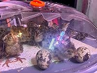 Review Image by Laura Hooper Laura Hooper