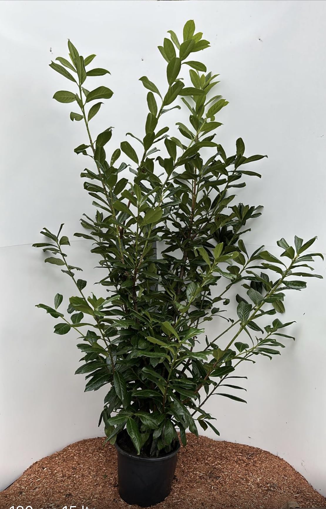 25st. Kirschlorbeer Novita 150-180cm Buschige Pflanzen XXL reine  Pflanzenhhe Prunus laurocerasus Lorbeer Gartenhecke Sichtschutz  Kirschlorbeerhecke : Amazon.de: Garten
