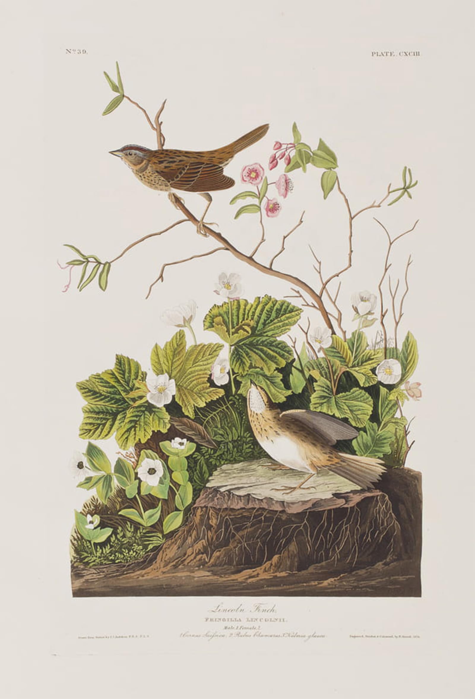SERENDIPITP Vintage Picture Print on Canvas Wall Art Poster Illustration From birds of America by John Jamess Audubon Artwork Print Poster for Wall Decor 60x90cm