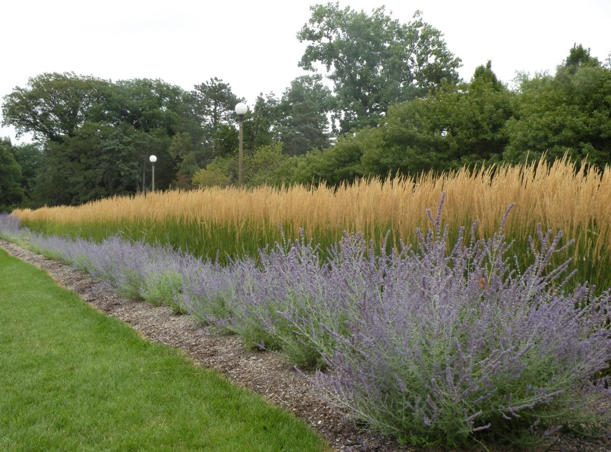 Stauden Gänge 10 x Calamagrostis x acutiflora 'Karl Förster' Reitgras | Hohes Ziergras für Sonne bis Halbschatten, Blüte Juni bis August, mehrjährig, 1 L Topf (11x11 cm)