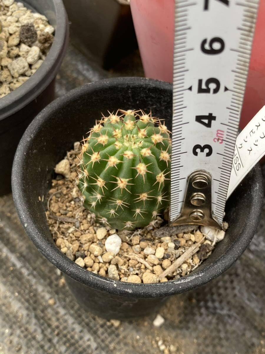 ぐんちゃん　エレガンスピンクの小苗 Amazon.co.jp: HUMORエキノプシス属「エレガントピンク」ビビッド