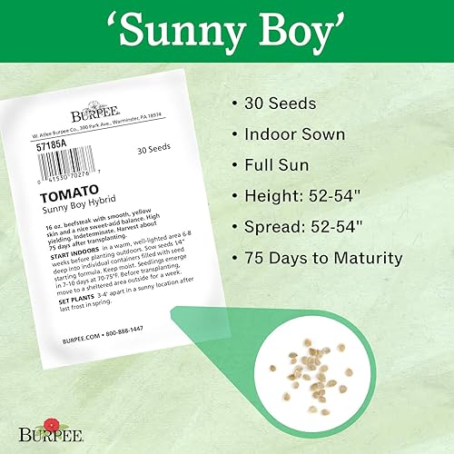 Miniatura 5 de Burpee Híbrido 'Sunny Boy', tomate amarillo para rebanar, 30 semillas sin OMG