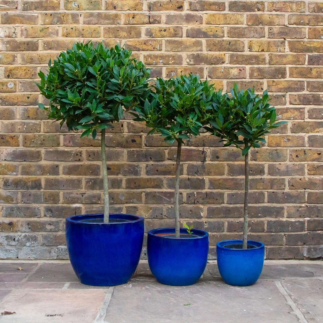 Alloro "Laurus nobilis" pianta aromatica sempreverde ad alberello in vaso ø24 cm h. 100/120 cm Vivaio di Castelletto