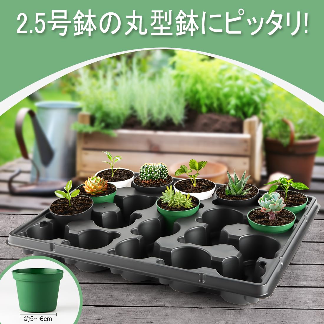 専用ページです。　 20苗抜き苗 専用ページです。 20苗抜き苗