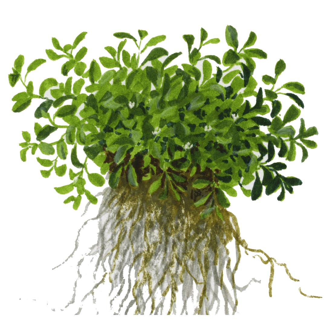 Tropica Glossostigma elatinoides 1-2-Grow Coltura di tessuti in vitro Pianta per acquario vivo, sicura per gamberetti e senza lumache