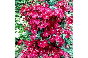 Red Velvet Clematis: Perennial of Unparalleled Beauty