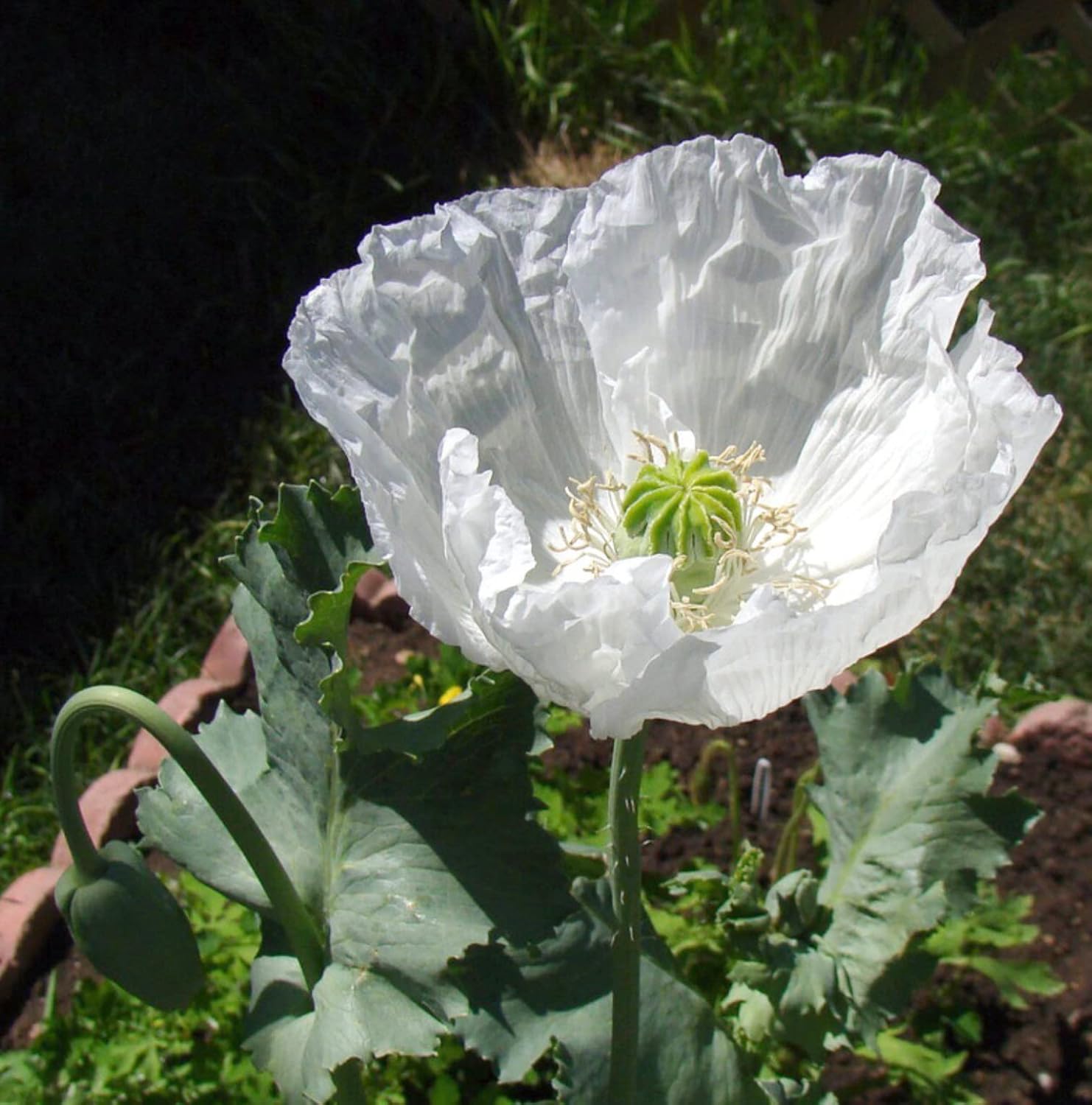 P. Somniferum Seeds Persian White Poppy Seeds (100 Seeds) Patio, Lawn & Garden