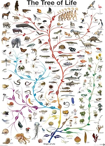Miniatura 2 de Eurographics Evolution The Tree of Life - Rompecabezas de 1000 piezas, color verde