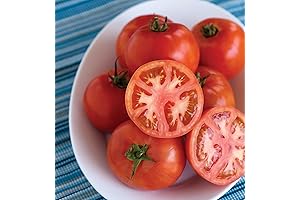 Burpee Tomato Seeds: Early Pick VF Hybrid Red Beefsteak