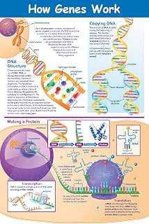 Plakat How Genes Work - laminowany, pełnokolorowy, 58 x 89 cm