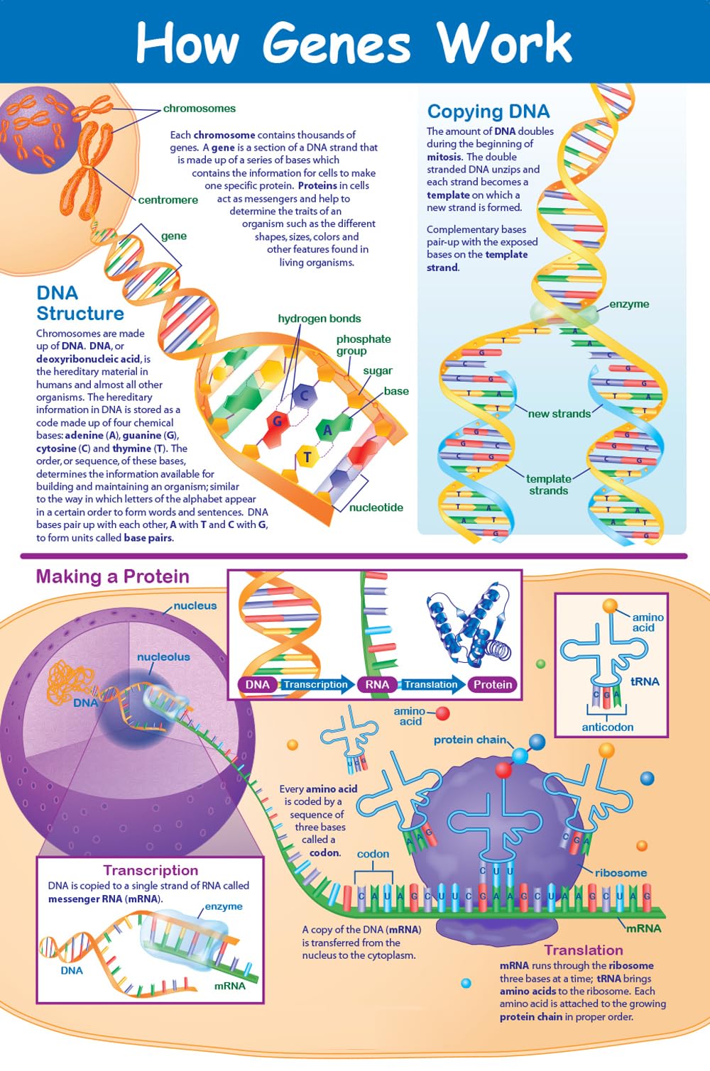 NewPath Learning How Genes Work Poster - Laminated, Full-Color, 23" x 35"