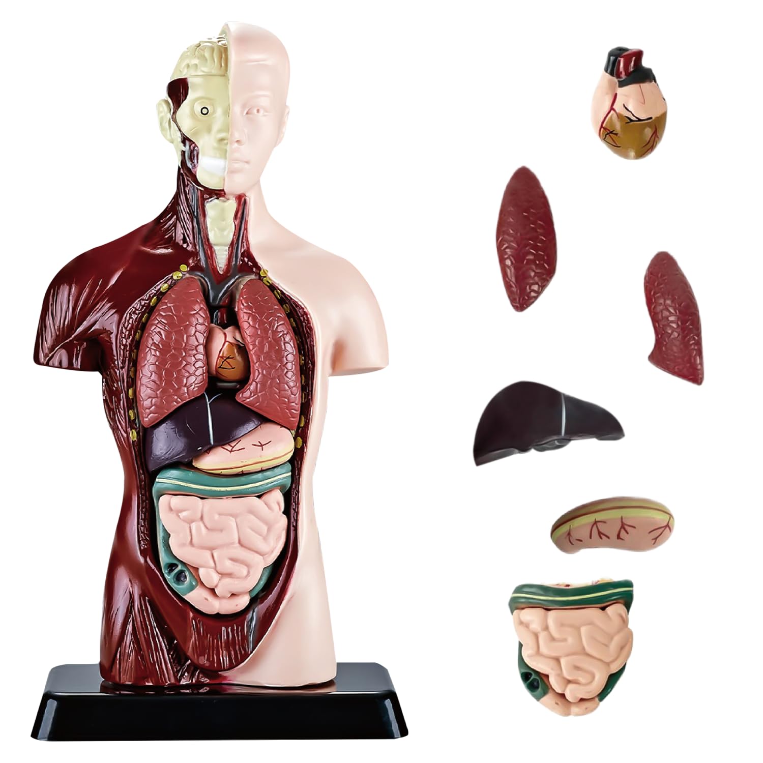 Scheletro Umano 85cm Con Nervi, Vene E Arterie - Modello Anatomico Dettagliato Con Supporto - Foto 9