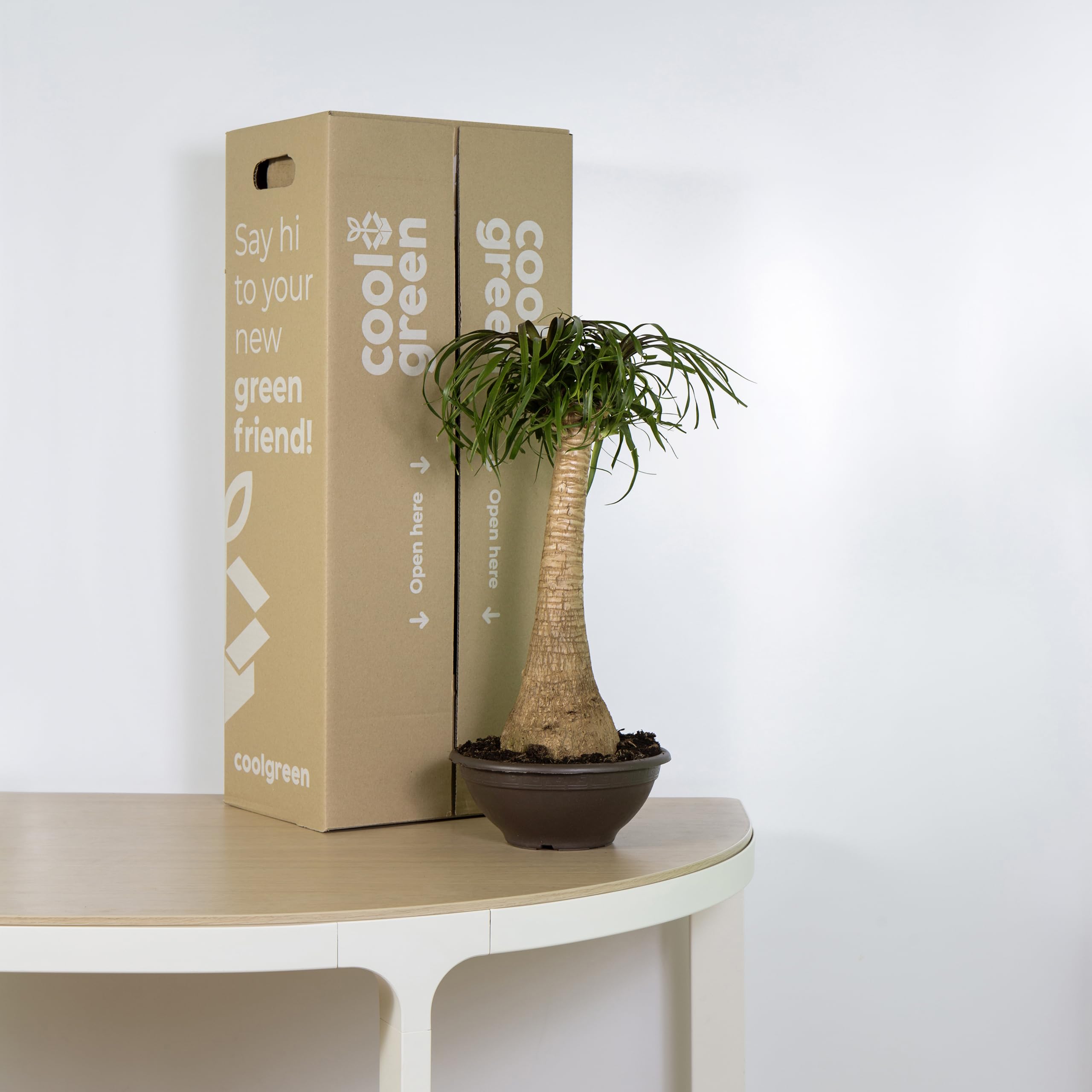 Cool Green - Planta natural interior - Beaucarnea - Apta para Mascotas