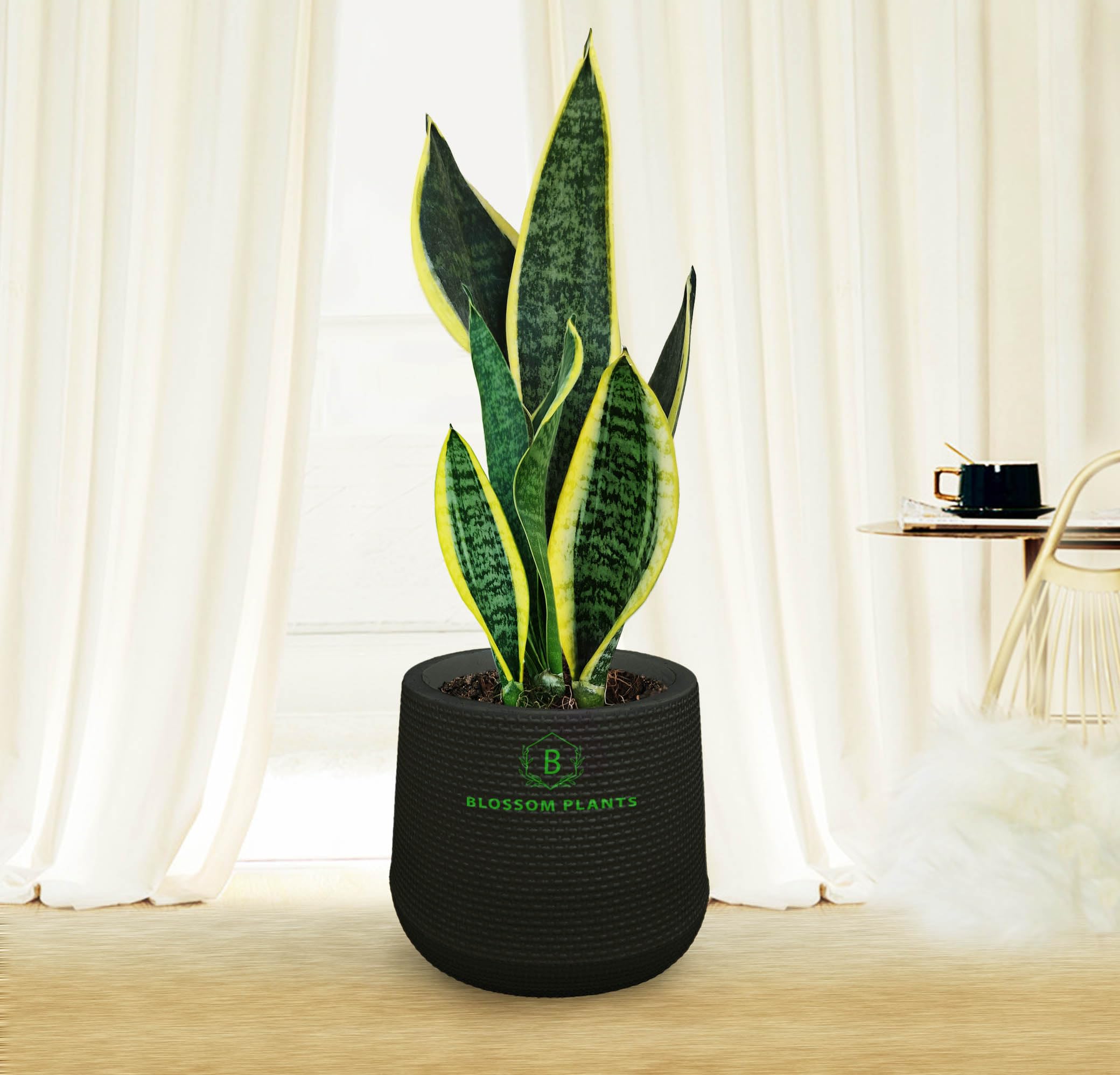 BLOSSOM Plant's Snake Plant (Sansevieria Laurentii) Live Plants with self watering Black Pot, Best for Home, Office & Garden. : Amazon.in: Garden & ...