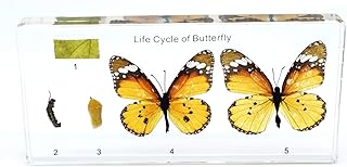 Lifecycle of a Butterfly in Resin Block Paperweight Paperweights Science Classroom Specimens for Science Education