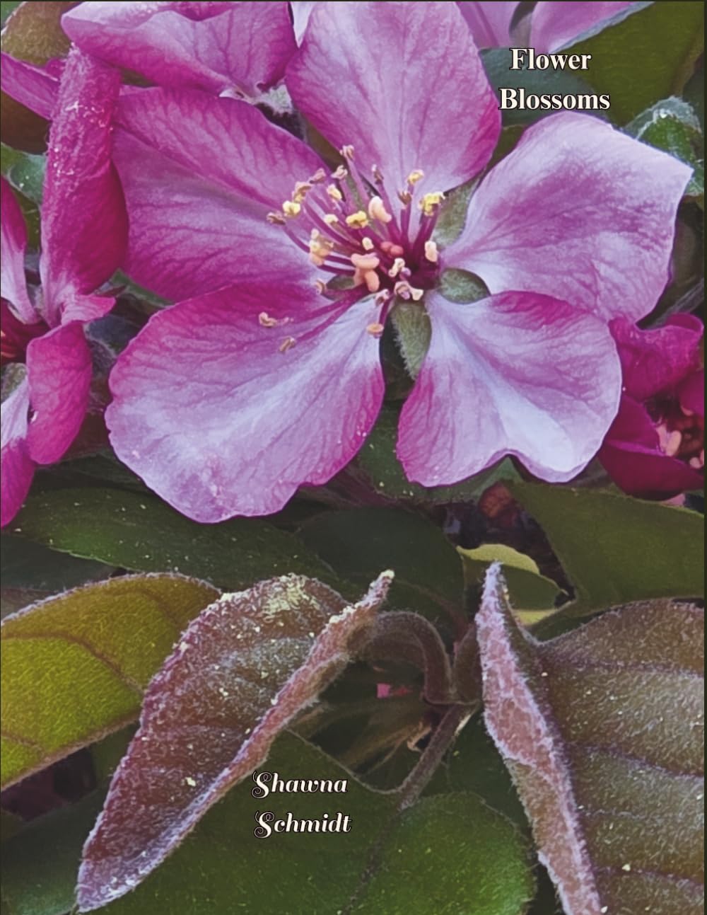Flower Blossoms: Coffee Table Book