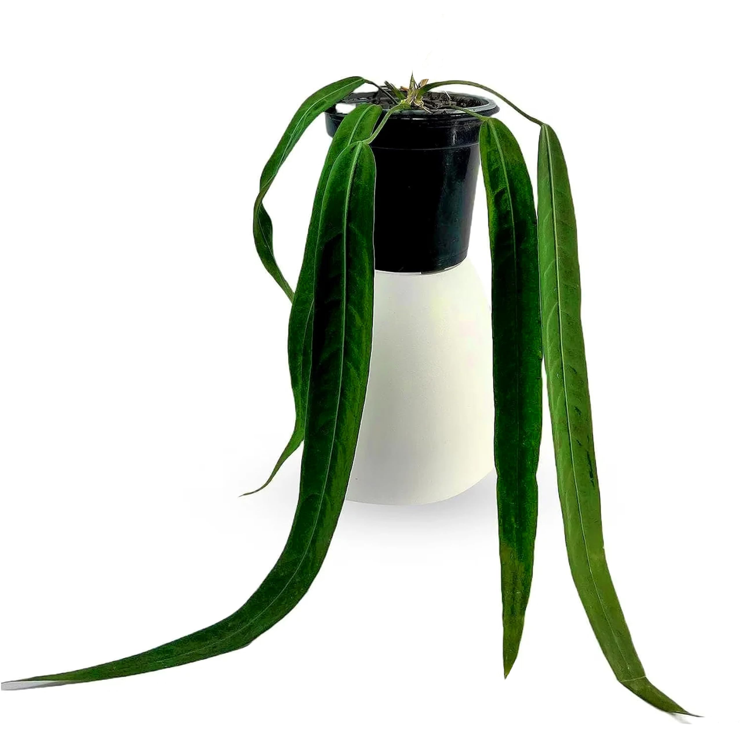 LEAL PLANTS ECUADOR Anthurium Pallidiflorum