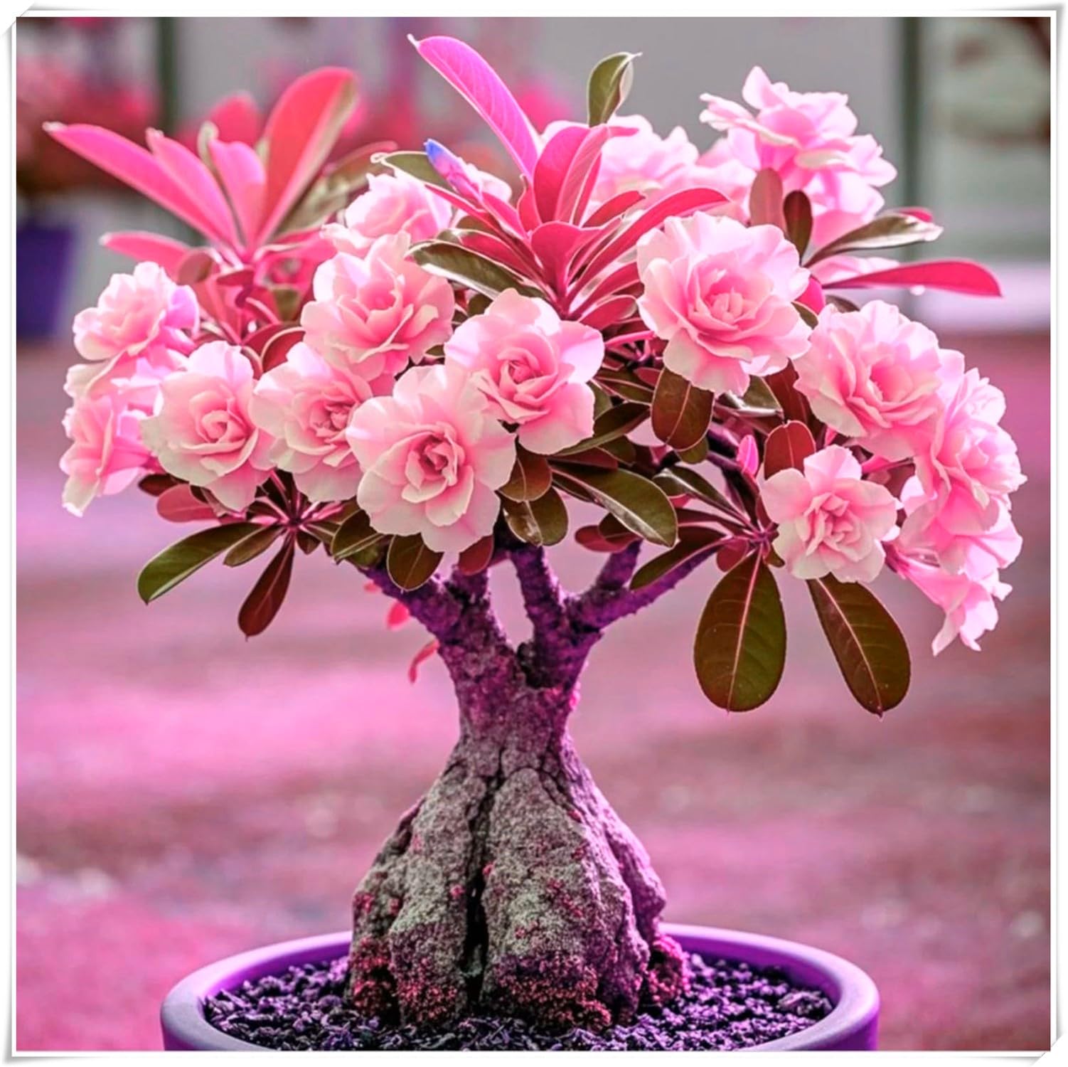 Rosa del Desierto Bulbo, Compacto, Terroso, Robusto, Seco-Resistente, Elegante, Natural-5 bulbi-H