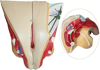 Study Model Female Reproductive System Model - PVC Material Human Organ Model Human Anatomy Model - for Study Display Teaching Medical Model,Gynecological Educational SaiFei