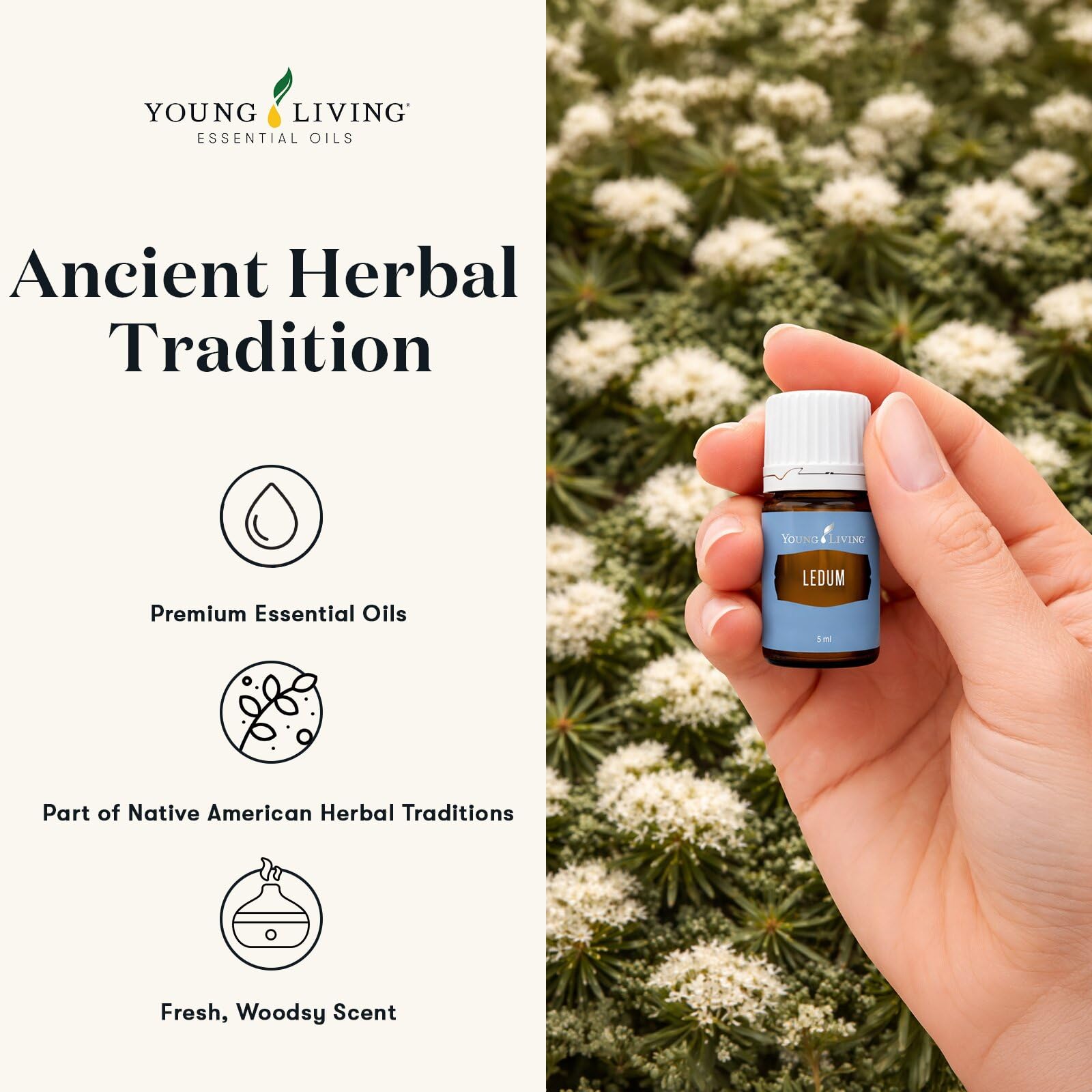 Amazon.com: Young Living Ledum Essential Oil | 5 ml | Meditation
