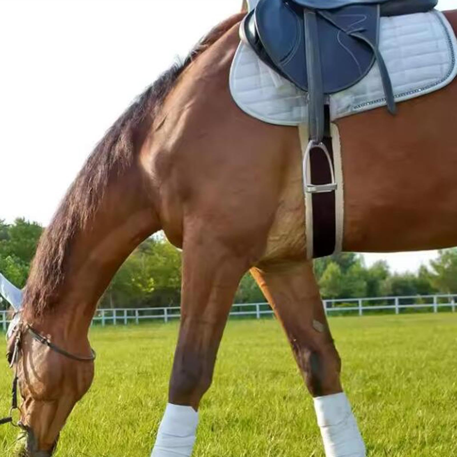 Fenteer Cincha para Caballo, Correa Corta, Cincha Recta, Hebilla de Acero Inoxidable para Calentar, Montar, Diario, Cuidado del Caballo, Competición, Cl