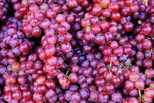 Miniatura 2 de Más de 20 semillas de uva Red Concord - Cultivar vides de uva para elaborar vino, postre de frutas - Fabricado en EE. UU., Se envía desde Iowa.